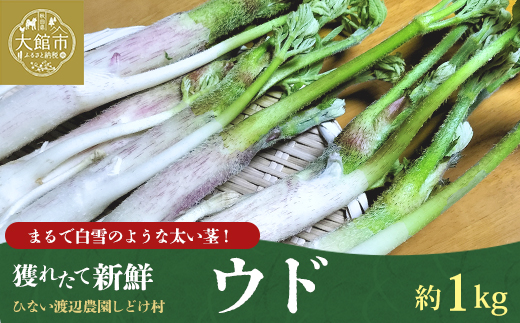 ウド 約1000g 北国の春の香りをお届けします【60P3228】