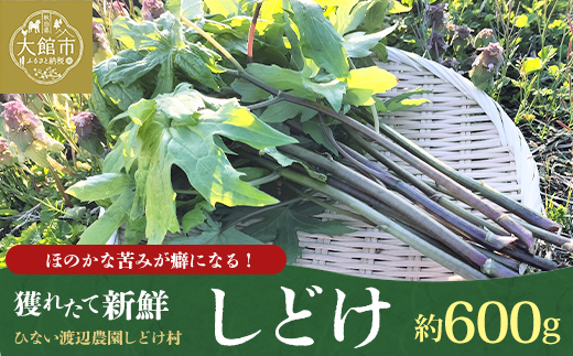 しどけ（モミジガサ） 約600g 瑞々しい山菜の女王【180P3205】