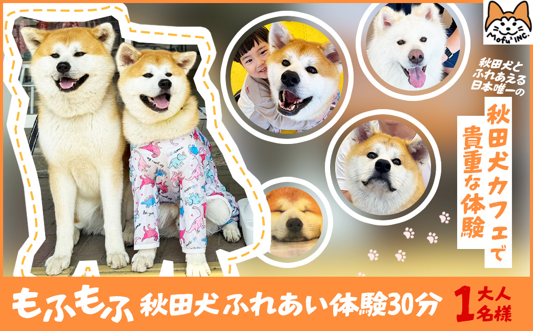もふもふ秋田犬ふれあい体験30分 大人（中学生以上）　1名様（ふれあい10分・1ドリンク付）　【35P8401】