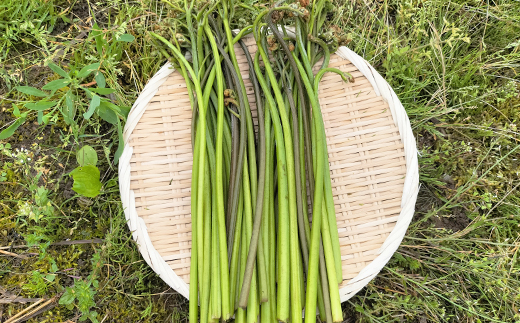 ワラビ 約500g トロっトロの食感が堪らない！【60P3230】