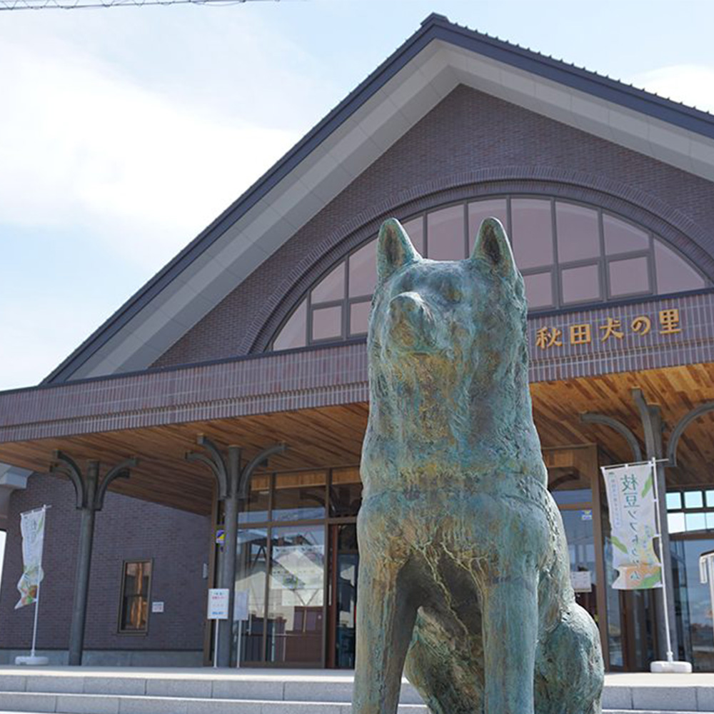 《大館駅発着》【手ぶらでOK！タクシー周遊】 ふるさとで秋田犬とモフモフな一日　大館秋田犬めぐり〈秋田犬の魅力再発見！2時間コース〉（2名分）【325P8401】