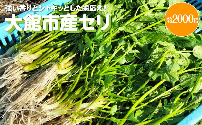 ã»ãª 匷ãéŠããšã·ã£ãããšããæ¯å¿ã çŽ2000gã600P3201