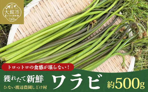 ワラビ 約500g トロっトロの食感が堪らない！【60P3230】