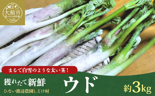 ウド 約3000g 北国の春の香りをお届けします【180P3204】