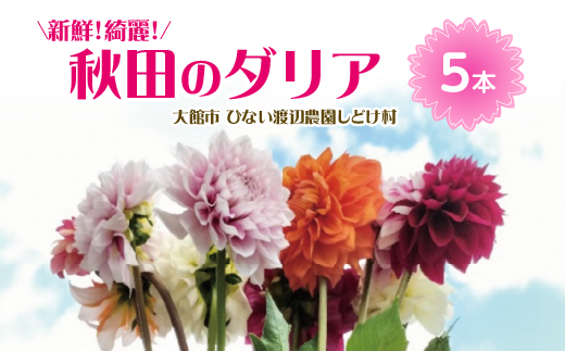 新鮮！綺麗！秋田のダリア〈5本〉　45P7805