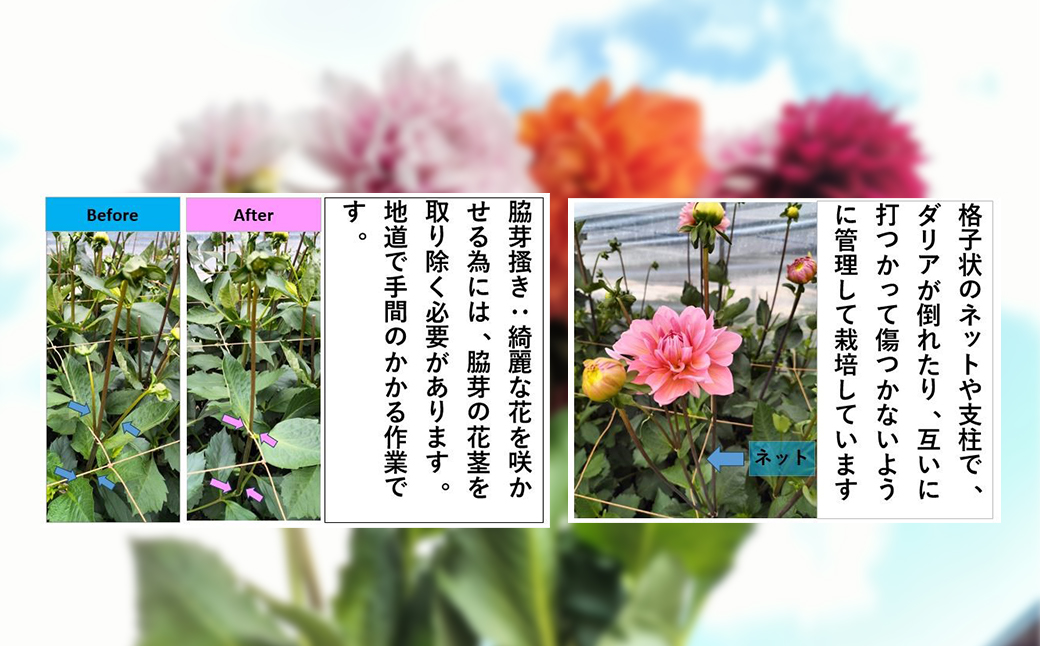 新鮮！綺麗！秋田のダリア〈5本花束x2〉　85P7801