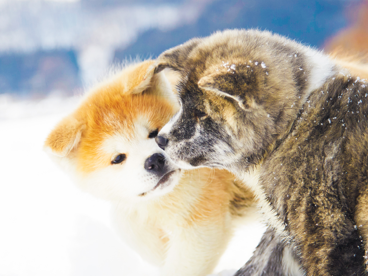 秋田犬のふるさと大館に関する事業