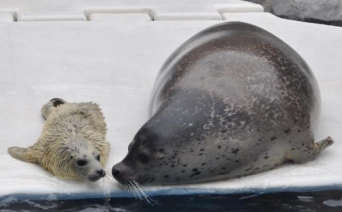 男鹿水族館GAOペア入館券