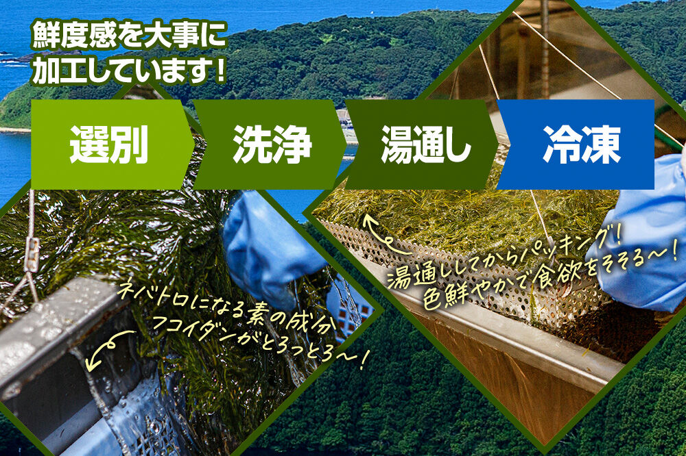 【定期便5ヶ月】ぎばさ(あかもく) 200g×10個セット 海藻 男鹿市 秋田県 [ぎばさ あかもく 海藻 磯の香り 強い粘り フコイダン フコキサンチン 高栄養価 食物繊維 シャキシャキ食感 秋田県 男鹿市]