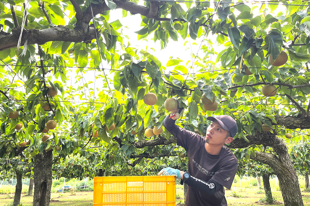 【先行受付】2026年9月中旬〜下旬発送 男鹿梨「大将梨園」豊水 約3kg 6〜8玉 3〜5L 梨 秋田県 男鹿市