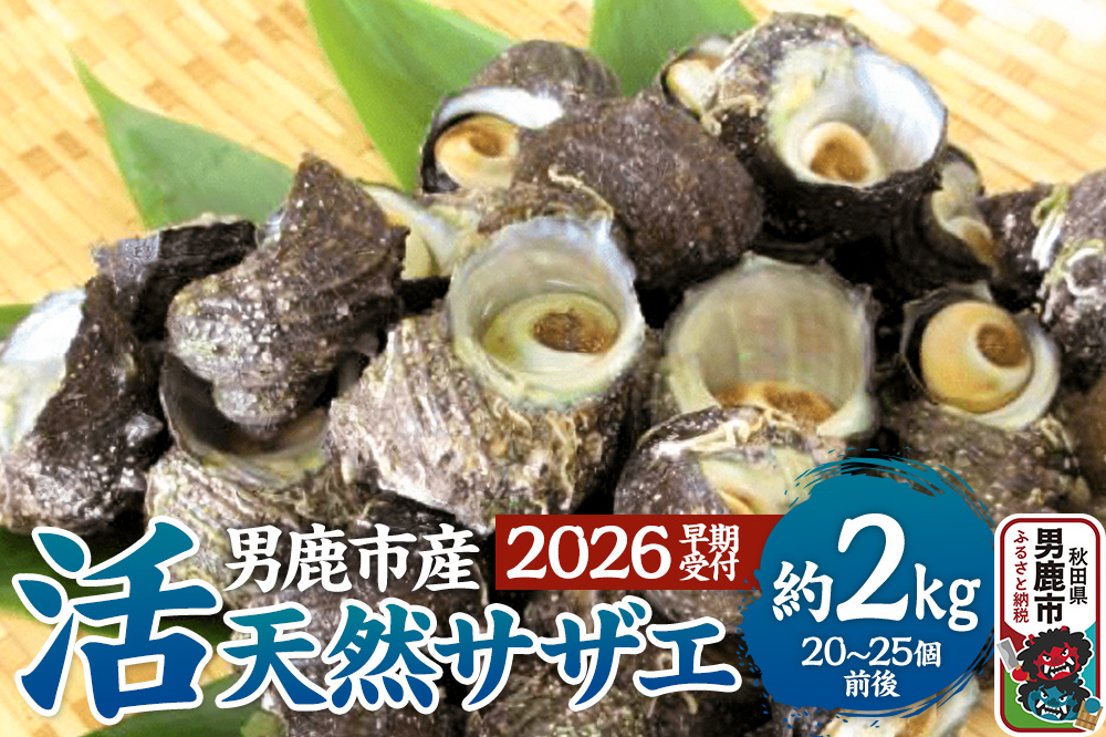 《2026年7月中旬〜8月下旬発送》男鹿産天然さざえ 約2kg (約20個〜25個) サザエ 栄螺