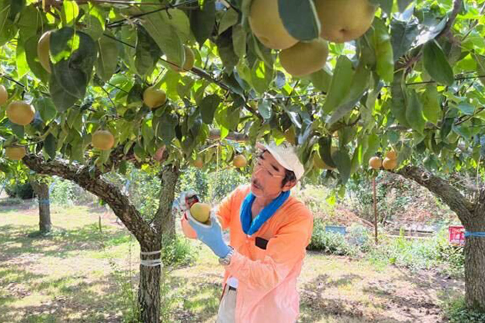 【先行受付】 男鹿梨 あきづき 梨 約5kg 「伊藤梨園」 2L〜3L 14玉〜16玉 秋田県 男鹿市