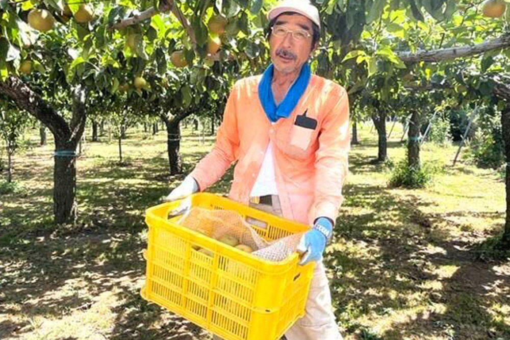 【先行受付】男鹿梨 「伊藤梨園」の豊水 梨 約5kg 2L〜3L 14〜16玉 秋田県 男鹿市 旬の果物 2026年9月下旬以降出荷