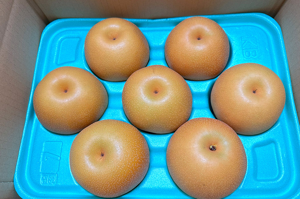 【先行受付】2026年9月中旬〜下旬発送 男鹿梨「大将梨園」豊水 約3kg 6〜8玉 3〜5L 梨 秋田県 男鹿市