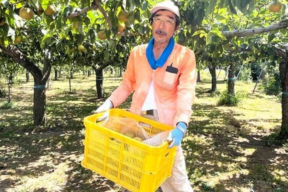 【先行受付】男鹿梨 「伊藤梨園」の南水 梨 約5kg 2L〜3L 14玉〜16玉 秋田県 男鹿市 旬の果物 2026年10月中旬以降出荷