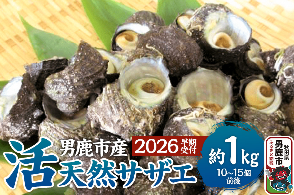 《2026年7月中旬〜8月下旬発送》男鹿産天然さざえ 約1kg (約10個〜15個) サザエ 栄螺