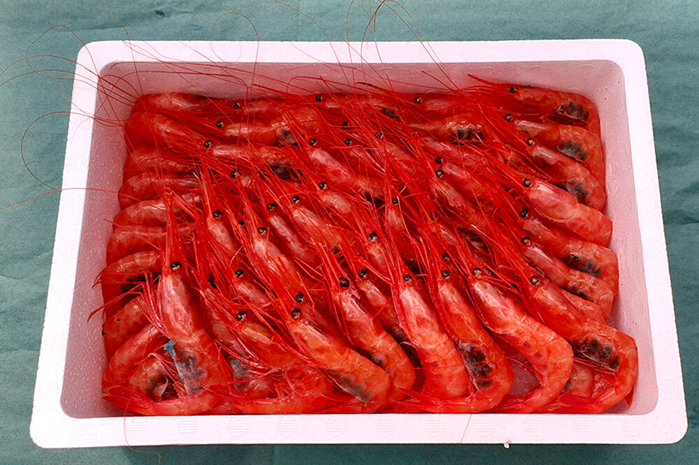産地直送 ナンバンエビ 約1kg！ ぷりっぷりでとろける甘さ お刺身や海鮮丼に 秋田県 男鹿市 萬漁水産 [産地直送]