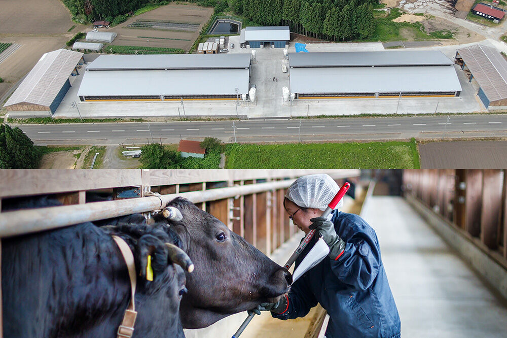 令和7年産 ミルキークイーン（精米）10kg（5kg×2袋）白米 こめ お米 秋田県 男鹿市 大進農場 [こめ 秋田 男鹿市 ミルキークイーン 白米]