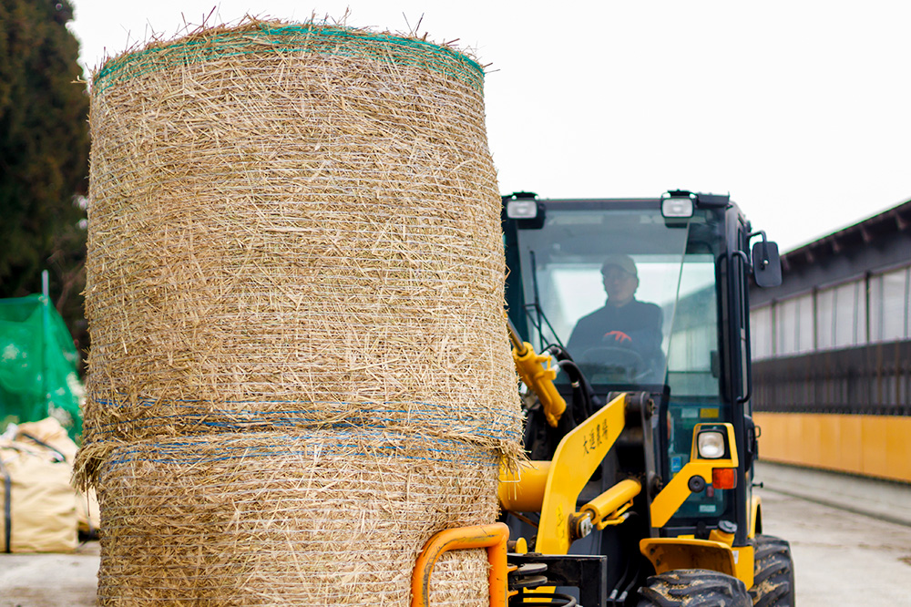 蜥檎央縺ェ縺セ縺ッ縺 繧、繝√懊せ繝繝シ繧ュ 100g 螟ァ騾イ霎イ蝣エ