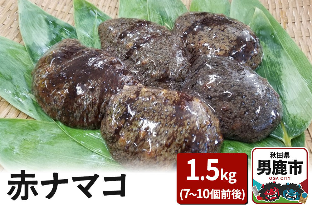 【期間限定】赤ナマコ 約1.5kg （7〜10個前後） なまこ 海風丸 秋田県 男鹿市