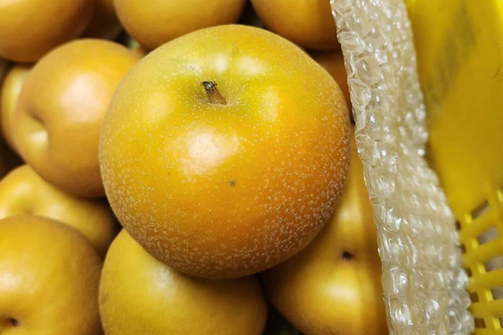 【先行受付】男鹿梨 「伊藤梨園」の豊水 梨 約5kg 2L〜3L 14〜16玉 秋田県 男鹿市 旬の果物 2026年9月下旬以降出荷