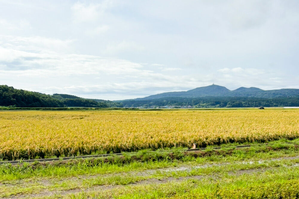 あきたこまち ブレンド米 （上白米） 10kg 【先行受付】（令和7年産＆令和8年産産 べっかく米のブレンド）  男鹿ファーム直売所 秋田県 男鹿市 [新米 先行受付 秋田 男鹿]