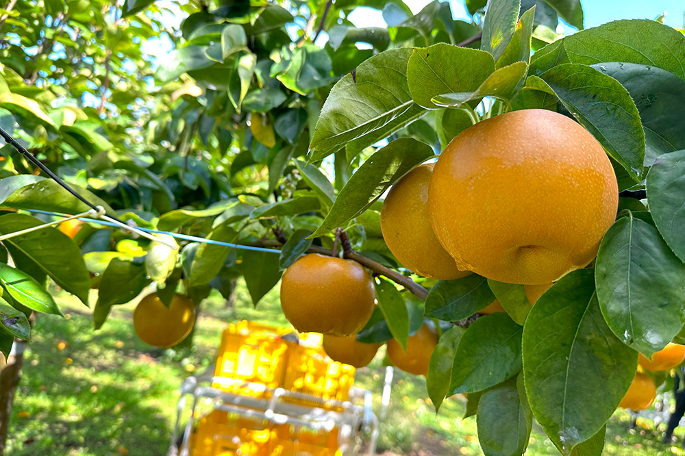 【先行受付】2026年9月中旬〜下旬発送 男鹿梨「大将梨園」豊水 約3kg 6〜8玉 3〜5L 梨 秋田県 男鹿市