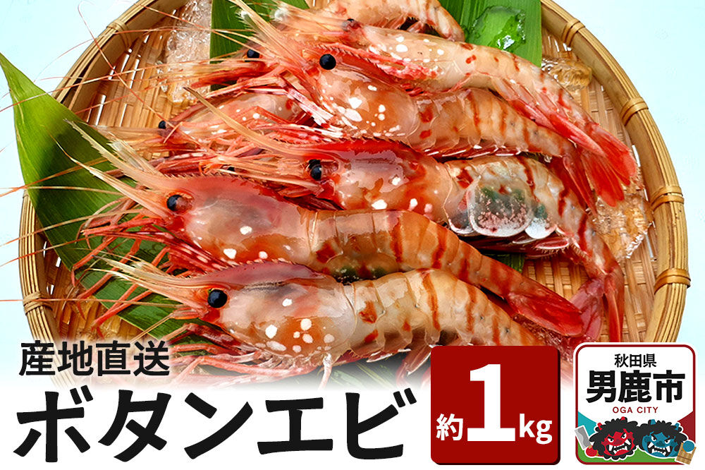 産地直送 ボタンエビ 約1kg！ ぷりっぷりでとろける甘さ お刺身や海鮮丼に 秋田県 男鹿市 萬漁水産 [産地直送]