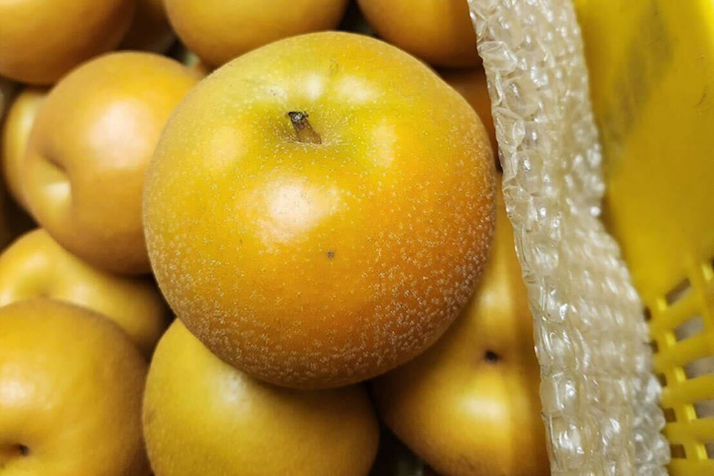 【先行受付】男鹿梨 「伊藤梨園」の南水 梨 約5kg 2L〜3L 14玉〜16玉 秋田県 男鹿市 旬の果物 2026年10月中旬以降出荷