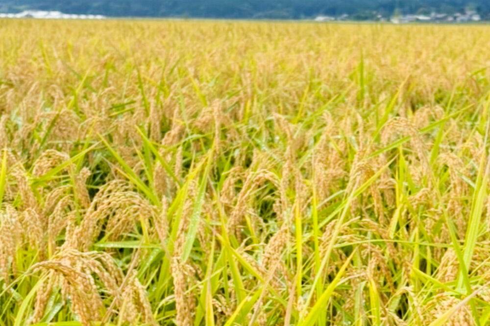 あきたこまち べっかく米 （上白米） 5kg 《令和7年産》 男鹿ファーム直売所 秋田県 男鹿市 [米 お米 上白米 白米 精米 あきたこまち ブランド米 べっかく米 米どころ 贈答用 ギフト 秋田県 男鹿市]