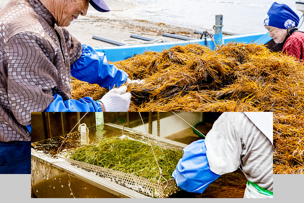 【定期便12ヶ月】ぎばさ(あかもく) 200g×5個セット 海藻 男鹿市 秋田県