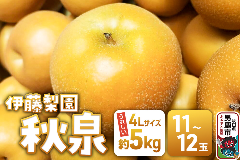 【先行受付】 男鹿梨 秋泉 梨 約5kg「伊藤梨園」  4L 11玉〜12玉 秋田県 男鹿市