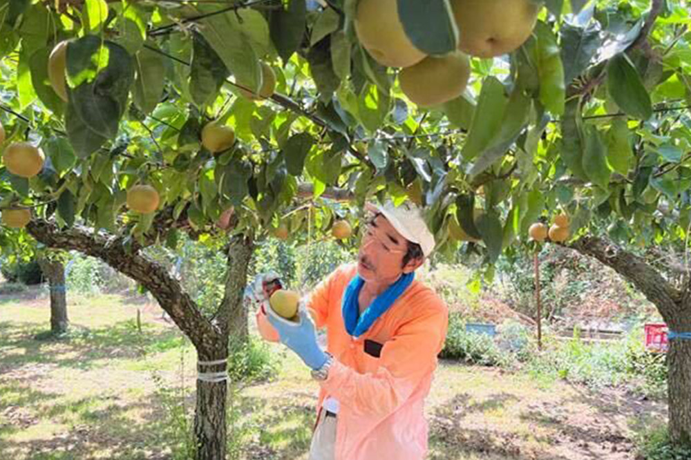 【先行受付】 男鹿梨 秋泉 梨 約5kg「伊藤梨園」  4L 11玉〜12玉 秋田県 男鹿市