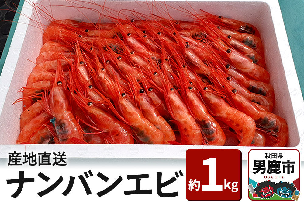 産地直送 ナンバンエビ 約1kg！ ぷりっぷりでとろける甘さ お刺身や海鮮丼に 秋田県 男鹿市 萬漁水産 [産地直送]