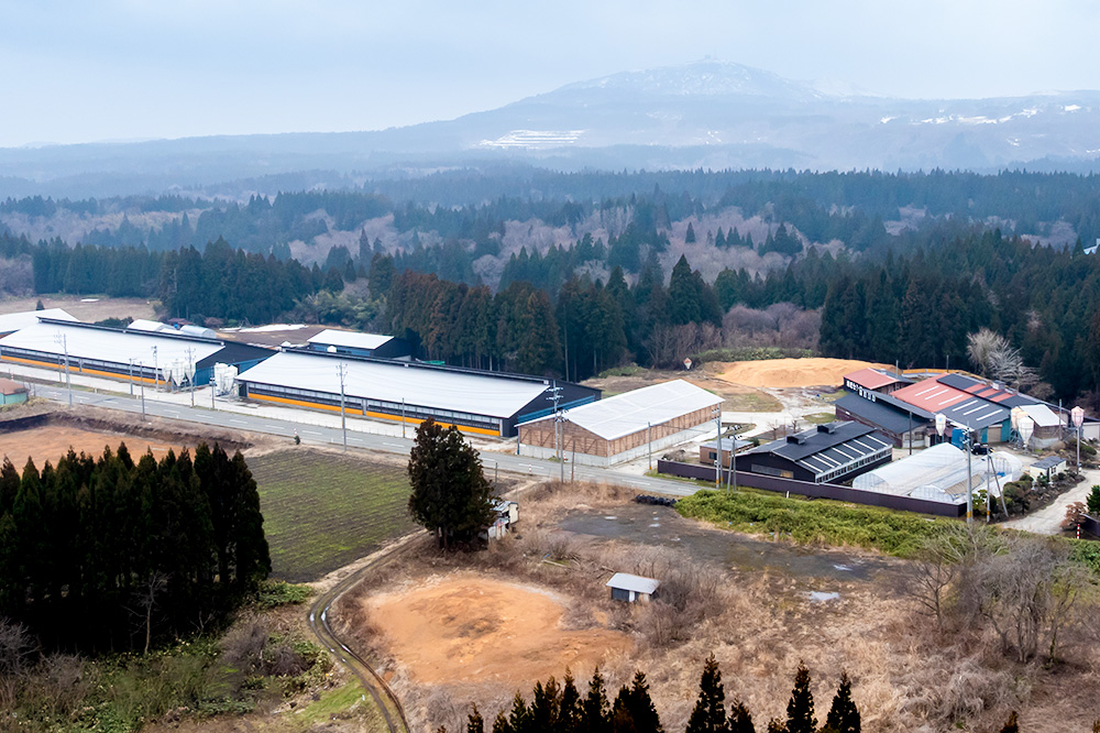 蜥檎央縺ェ縺セ縺ッ縺 繧、繝√懊せ繝繝シ繧ュ 100g 螟ァ騾イ霎イ蝣エ