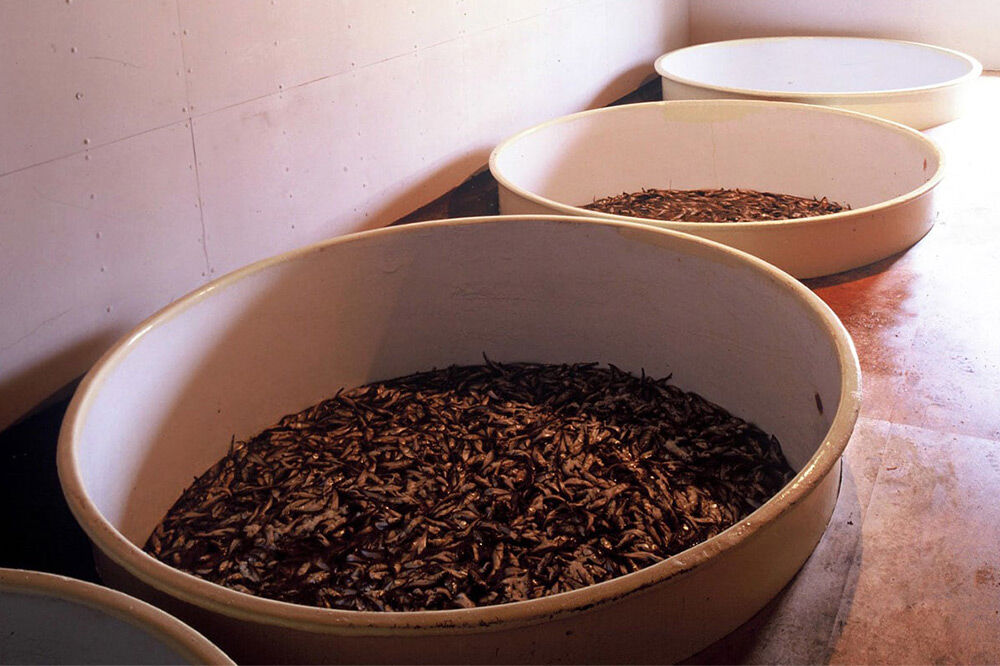 秋田しょっつる ハタハタ100% 130g×2本【簡易包装での発送】 [調味料 塩魚汁 魚醤 日本三大魚醤 ナンプラー かくし味 味付け 料理 国産 秋田]