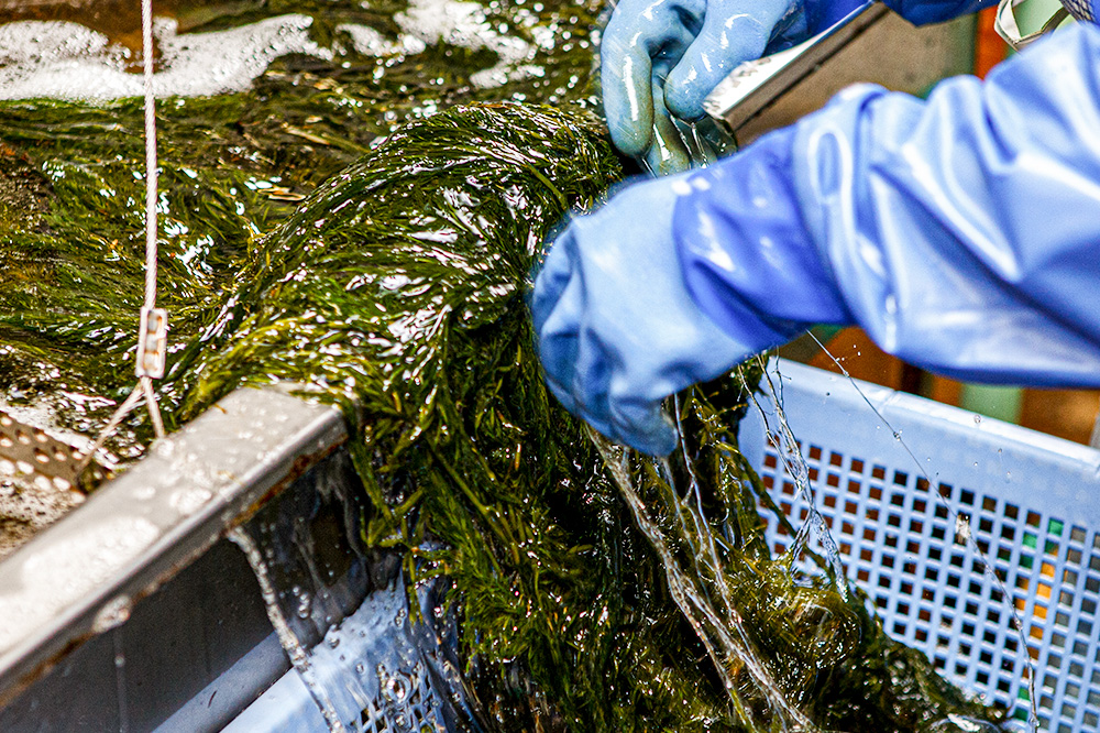 【定期便6ヶ月】ぎばさ(あかもく) 200g×10個セット 海藻 男鹿市 秋田県