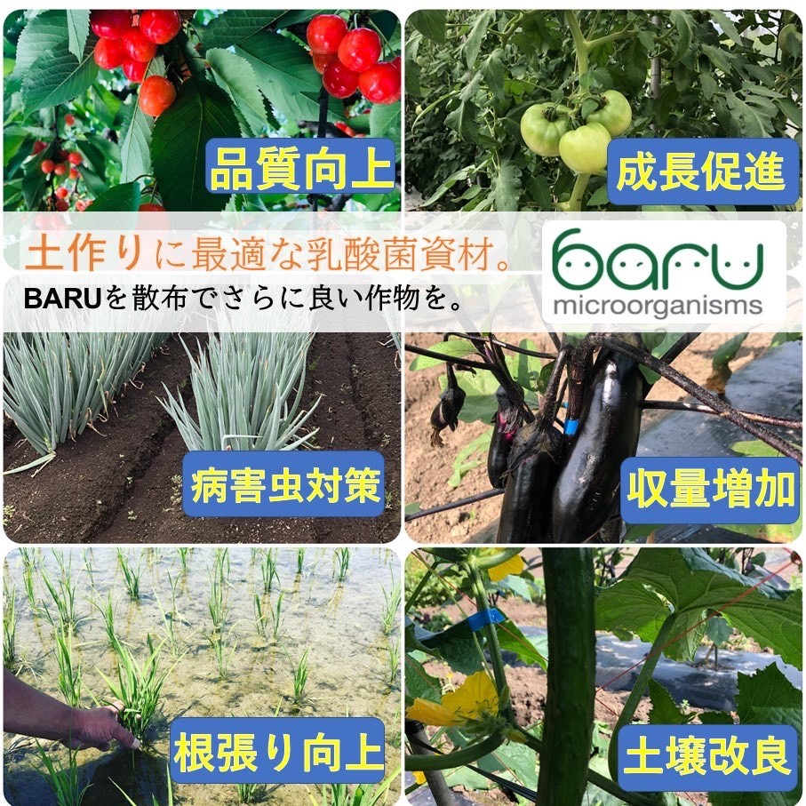 環境に優しい農業用乳酸菌　BARU乳酸菌液　20L　業務用[N9901]