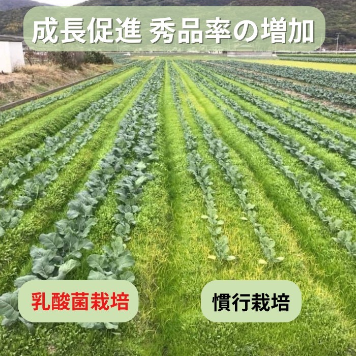 環境に優しい農業用乳酸菌　BARU乳酸菌液　10L　業務用[H9904]