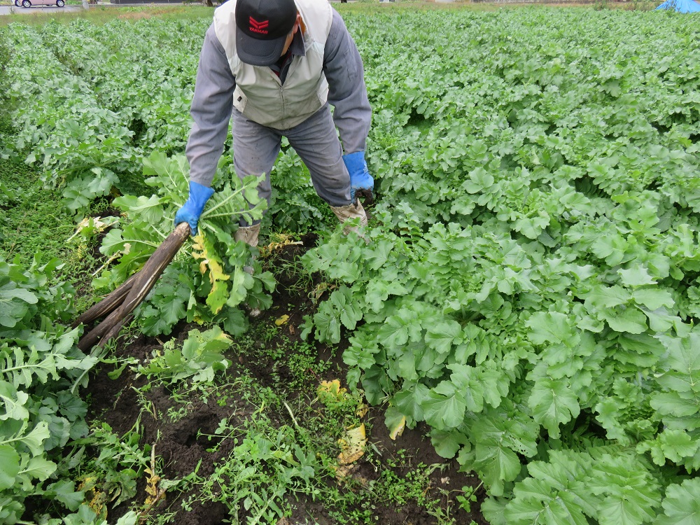 いぶり大根漬け　食べきりサイズ6袋　農薬・添加物不使用[B07-2101]