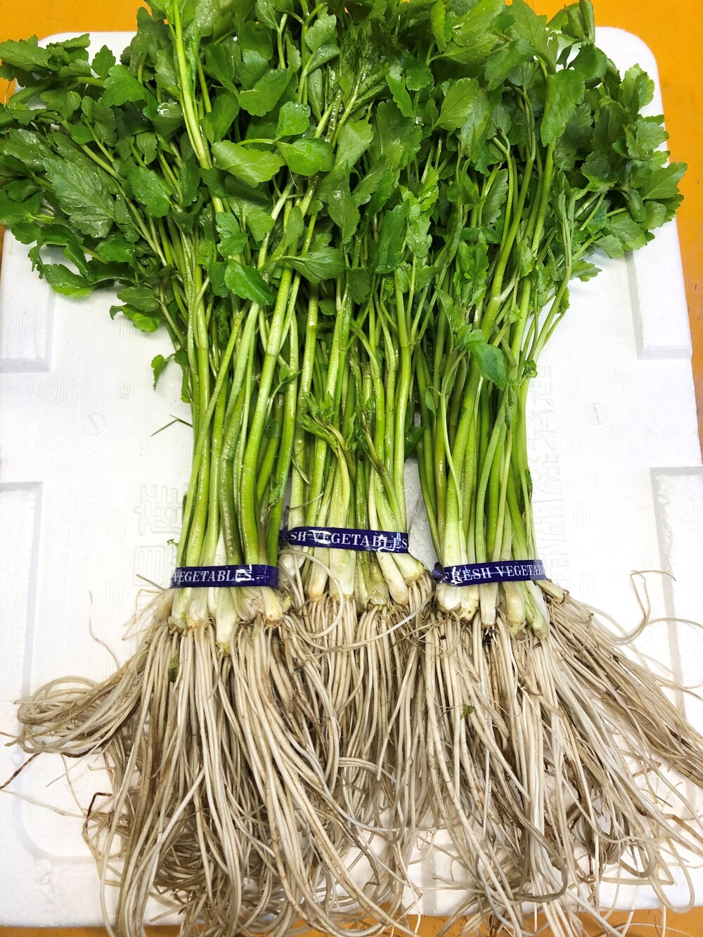 【秋田伝統野菜】三関産せり 5束 せりしゃぶ 冬野菜 鍋料理 セリ鍋 しゃぶしゃぶ 天ぷら おひたし サラダ【BARUバイオジャパン吉村】[B9916]