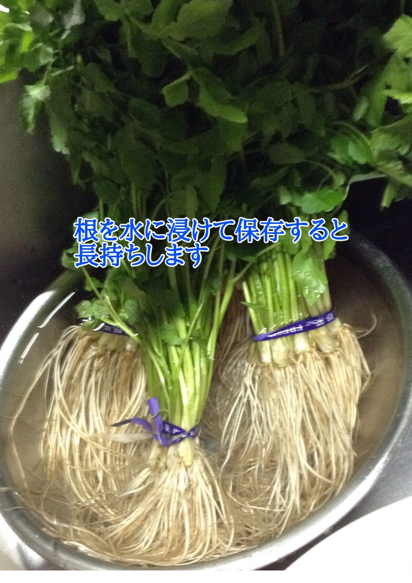 【秋田伝統野菜】三関産せり 5束 せりしゃぶ 冬野菜 鍋料理 セリ鍋 しゃぶしゃぶ 天ぷら おひたし サラダ【BARUバイオジャパン吉村】[B9916]