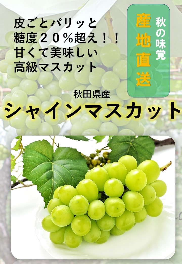 秋田県産シャインマスカット 家庭用 ２房【乳酸菌散布】 皮ごと食べられる 種なし ぶどう 葡萄 フルーツ 果物 産地直送 【BARU バイオジャパン吉村株式会社】[B4-9907]