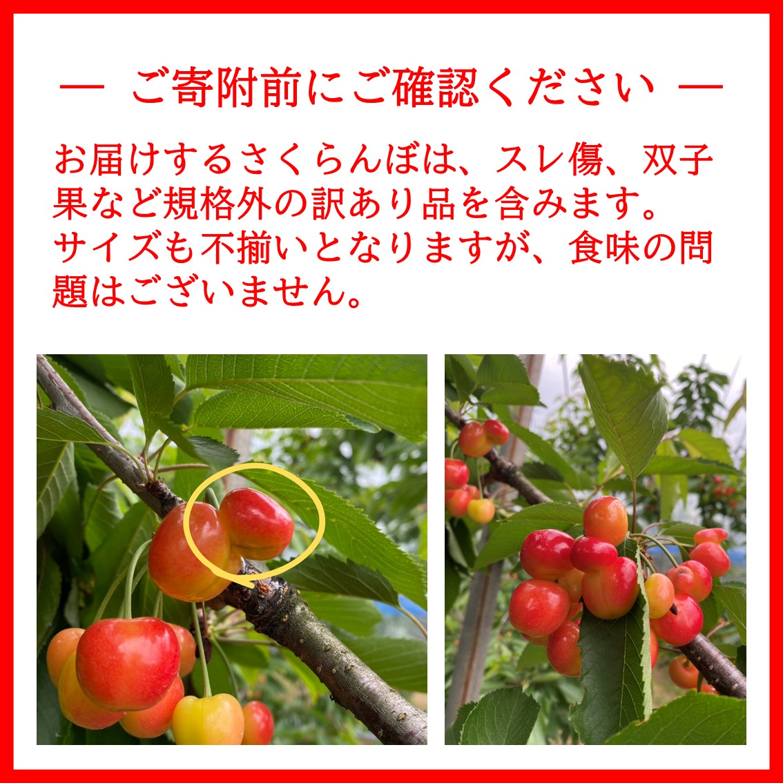 三関産 さくらんぼ 訳あり 500g（250g×2）佐藤錦 紅秀峰 サイズ混合   【藤利果樹園】[B14605]