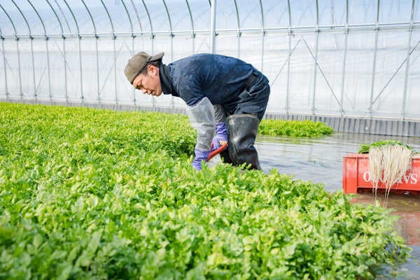 ＼TV青空レストランに登場／ 贅沢 三関産 せり鍋セット 3～4人前 (せり1kg 比内地鶏鍋つゆ 稲庭うどん 生麺 ) 生産者直送 ご自宅で絶品の せりしゃぶ が楽しめる せり鍋 ふるさと納税 せり 鍋 鶏 ふるさと 人気 ランキング [B7-10901]