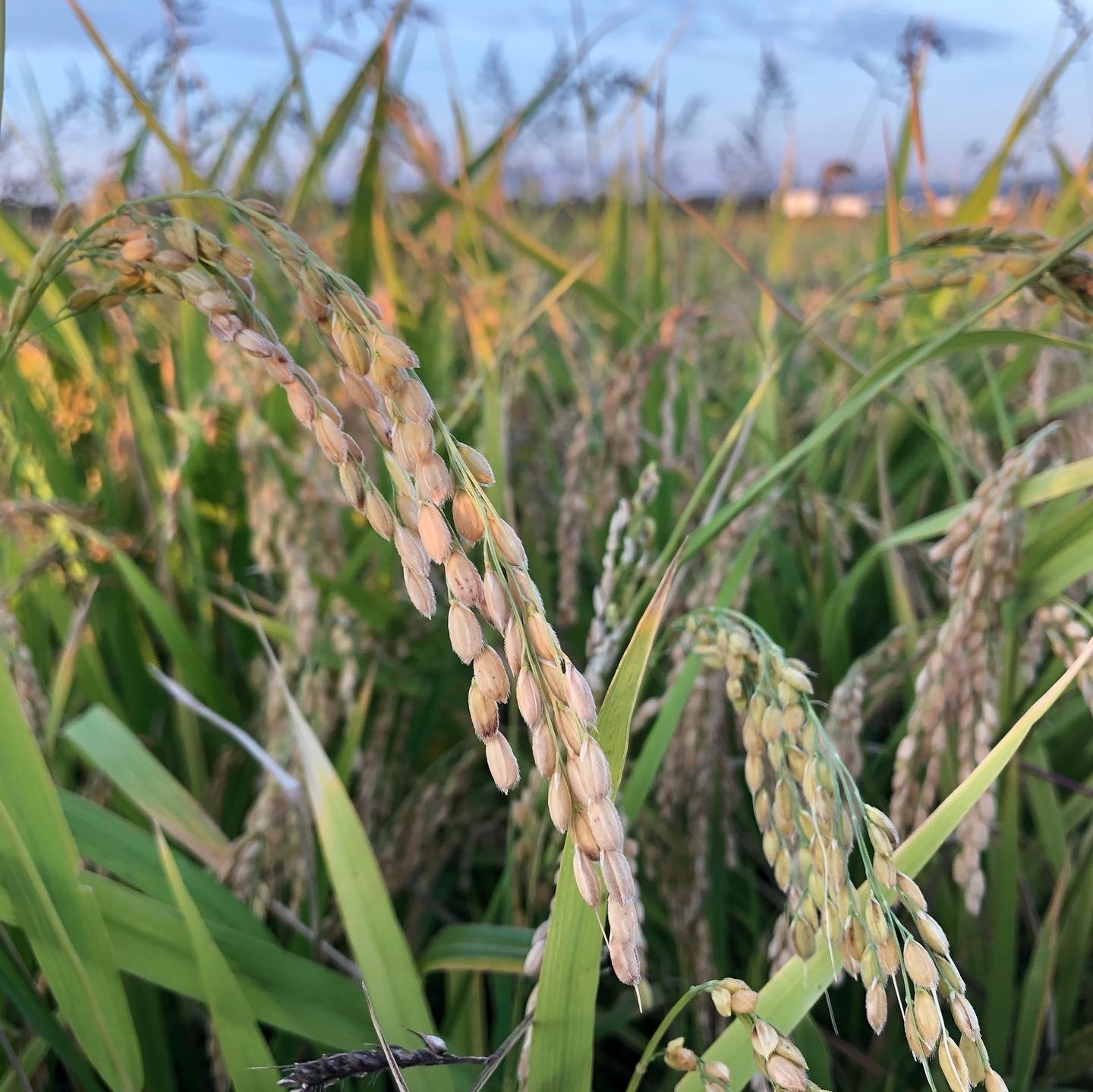 あきたこまち酵素玄米パックごはん【乳酸菌入り】【鈴木又五郎商店】[H2-2301]