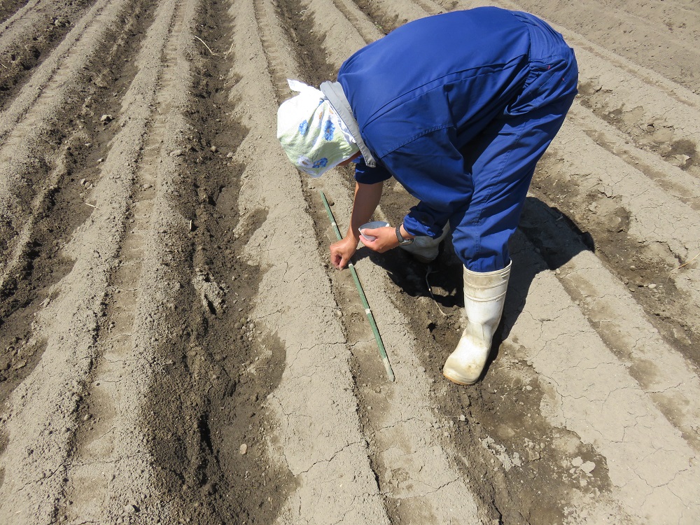 いぶり大根漬け 1本漬け×3本 農薬・添加物不使用【渡部 浩見】[B2-2101]