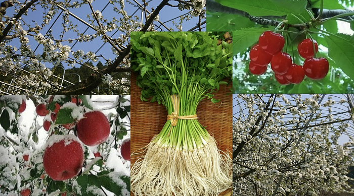 【定期便】ゆざわ四季の便り～三関からあなたへ～さくらんぼ 三関産佐藤錦 枝豆 三関産ふじ100％リンゴジュース 三関セリ【（株）CRAS】[D6-10901]