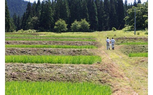 【令和7年産米】小野小町の郷 特別栽培米 あきたこまち 5kg×2袋 計10kg ふるさと納税 秋田 米 あきたこまち お米【遠田米穀店】[C3-2202]
