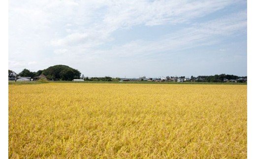 【令和7年産米】小野小町の郷 特別栽培米 あきたこまち 5kg×1袋 ふるさと納税 秋田 米 あきたこまち お米【遠田米穀店】[B9-2202]